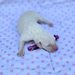 Sharon - White and black female Dalmatian puppy in Neosho, Missouri from County-Line Critters