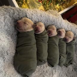 Rudolph: Red collar - Golden male Golden Retriever puppy in Monterey, Tennessee from Lawson’s Green Acres Goldens and Mini Dachshunds