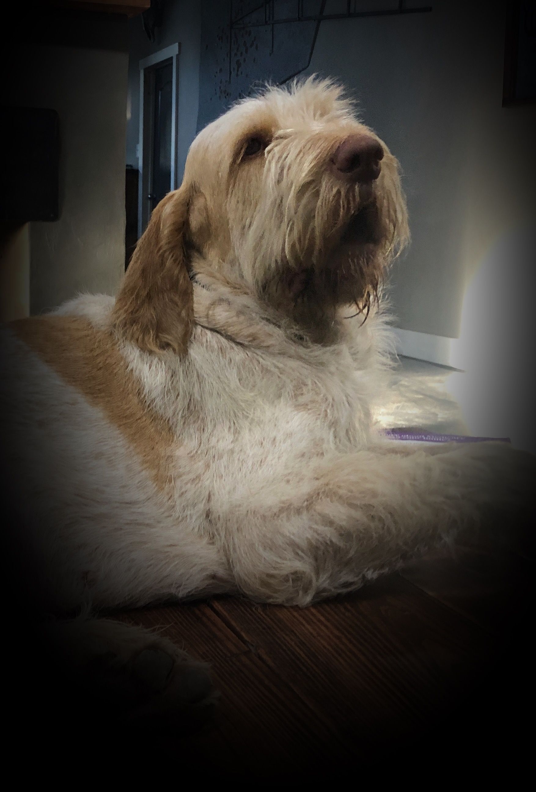 Willow - Spinone Italiano