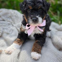 Cordova - Tri-color female Bernedoodle puppy in Kalifornsky, Alaska from Autumn Vanskiver
