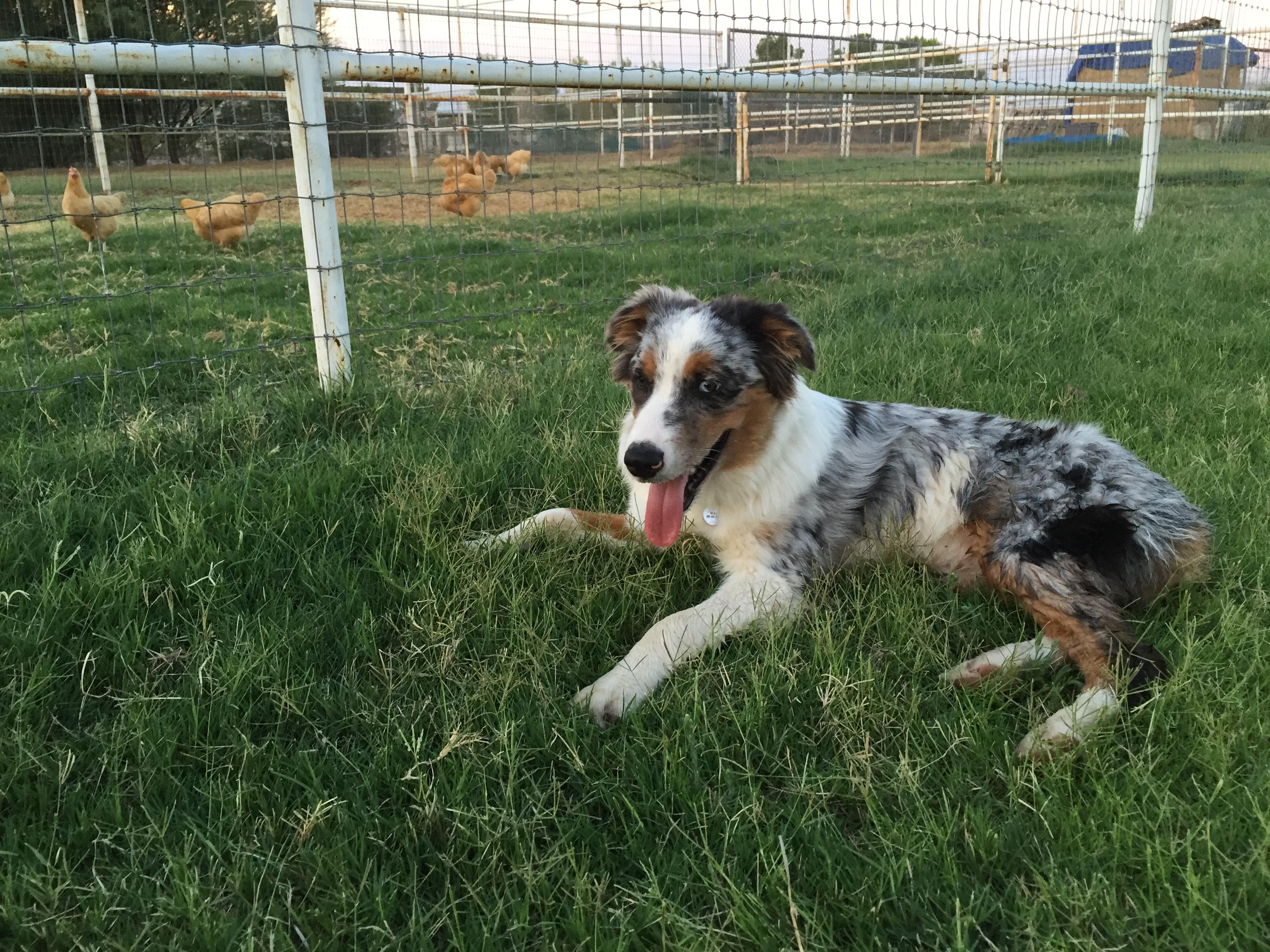 Shepperd Dogs Ranch Batt Ranch Australian Shepherds in Arizona | Australian Shepherd ...