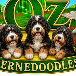 Bernedoodles from Paul Donald