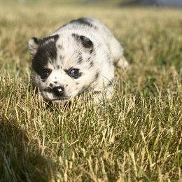 Pomsky Puppies from The Pomsky‘s Palace
