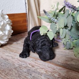 Poodle Puppies from Spangled Standard Poodles