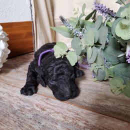 Poodle Puppies from Spangled Standard Poodles