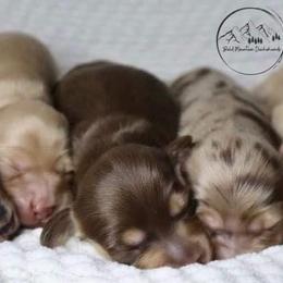 Dachshund Puppies from Bald Mountain Dachshunds
