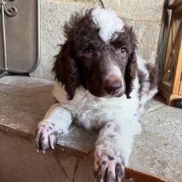 DUKE - Parti male Poodle puppy in Charlo, Montana from Heavenly Hilltop Farm