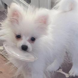Puff Bunny 760 960-2619 - Cream male Pomeranian puppy in El Centro, California from BabyBooPoms