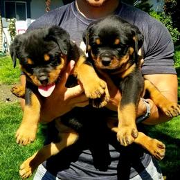 Rottweiler Puppies from Mickey's Rottweilers