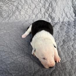 Girl 3 - Black and white female Border Collie puppy in Centerville, Washington from Forthright Farms