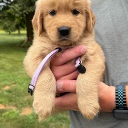 Purple girl - Golden female Golden Retriever puppy in Macy, Indiana from Macy Golden Meadows
