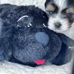 Biewer Terrier Puppies from Rebecca Urban