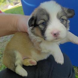 Miss Maple - Sable female Pembroke Welsh Corgi puppy in Checotah, Oklahoma from Skoal Creek Corgi's