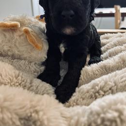 Purple girl, Bella - Parti female Poodle puppy in Gainesville, Georgia from Rose’s Goldendoodles & Standard Poodles
