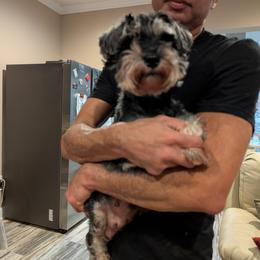 Xena - Salt and pepper female Miniature Schnauzer puppy in Cumming, Georgia from Bella Pups LLC