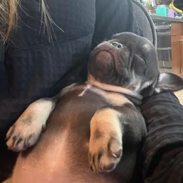 Pip - Tricolors female French Bulldog puppy in Billings, Montana from Yellowstone Frenchies