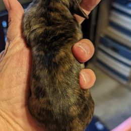 Girl 1 - Dachshund puppy in Homosassa, Florida from Foxies Doxies