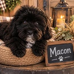Macon - Black male Yorkipoo puppy in Lebanon, Kentucky from Mosaic Merle Doodles