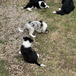 Border Collie Puppies from Roaring River Border Collies