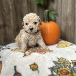 Captain Crunch - Cream male Goldendoodle puppy in Atlantic Beach, Florida from Glamorous Golden Doodles