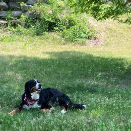 Bernese Mountain Dog Puppies from Lonesome Pine Farm