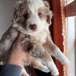 Lennon - Red merle female Miniature American Shepherd puppy in Tupalo, Mississippi from Butterfield Trail Farm
