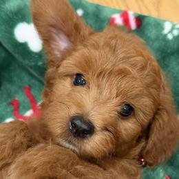 Cavapoos from Aloha Paradise Poodles LLC