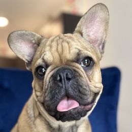 Mocha - French Bulldog puppy in Florida from Lopez Frenchies