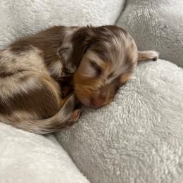 Ava (Chocolate and Tan Dapple) - Dapple female Dachshund puppy in Tyrone, Pennsylvania from Hickory Hollow Dachshunds