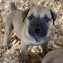 J'adore - Pink Collar Girl - Cream female Boerboel puppy in Navasota, Texas from Silverthorne Boerboels