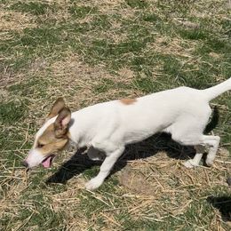 Collie Puppies from Lakeside Collies