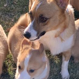 Pembroke Welsh Corgis from Pam Montgomery Earl's Corgis