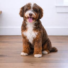 Simba - Bernedoodle