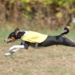 Basenjis from TAKARI’S Basenjis