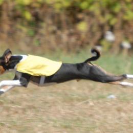Basenjis from TAKARI’S Basenjis
