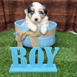 Boy 2 - Blue merle male Australian Shepherd puppy in Crystal River, Florida from Copper Top Aussies