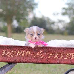 Girl 3 Pink Merle - Blue female Pembroke Welsh Corgi puppy in Ville Platte, Louisiana from Flat town corgis