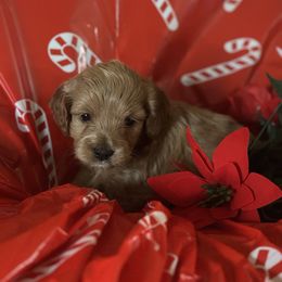 Girl 3 - female Goldendoodle puppy in Waynesboro, Virginia from Forest Creek Kennel