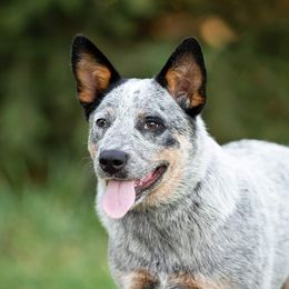 Aravis - Australian Cattle Dog