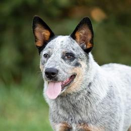 Aravis - Australian Cattle Dog