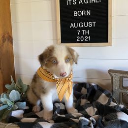 Australian Shepherd Puppies from Ozark Mountain Aussies