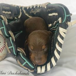 Dachshund Puppies from Marissa's Dachshunds (BooneDox Mini Dachshunds)