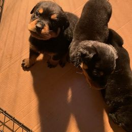 Rottweiler Puppies from Von Alley Rottweilers