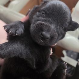 Belgian Malinois and Belgian Sheepdog Puppies from Chaland
