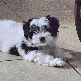 Preston - Parti male Yorkshire Terrier puppy in Tucson, Arizona from Treasures of Neptune Cove