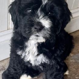 Bernedoodle Puppies from Pleasant Creek Minibernedoodles