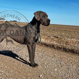 Iriah - Great Dane