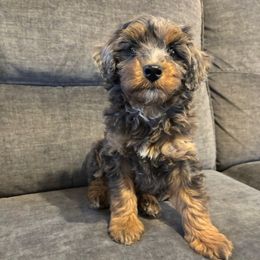 Dancer - Blue merle Aussiedoodle puppy in Runnels County, Texas from Lollipups Mini Aussiedoodles