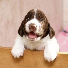 Drentsche Patrijshond Puppies from California Drents