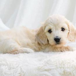 Candy silky - Cream female Dachshund puppy in Richmond, Virginia from Irresistible Dachshunds & Cavaliers